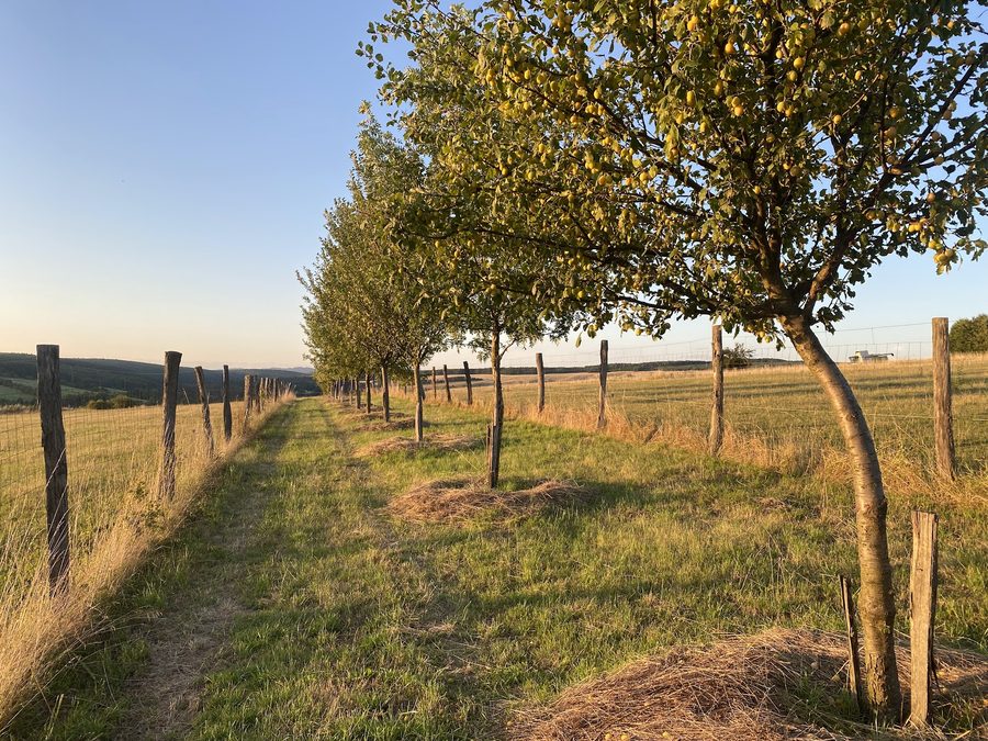 Alej ovocných stromů při zlaté hodince