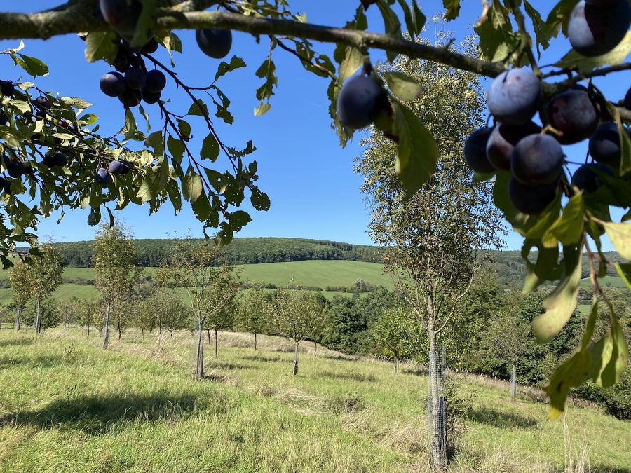 Švestky v sadě s kopci Bílých Karpat