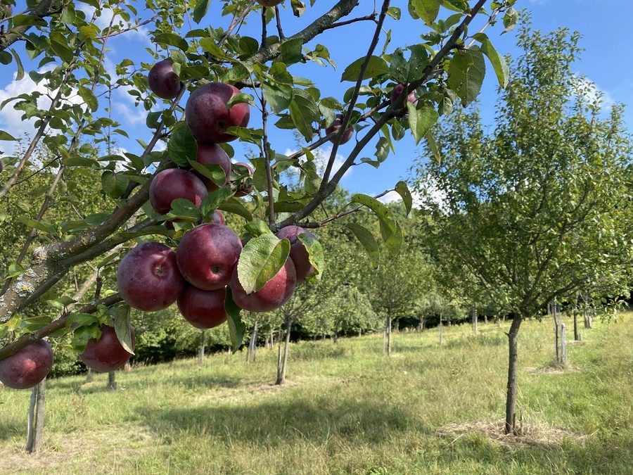 Červená jablka na větvi