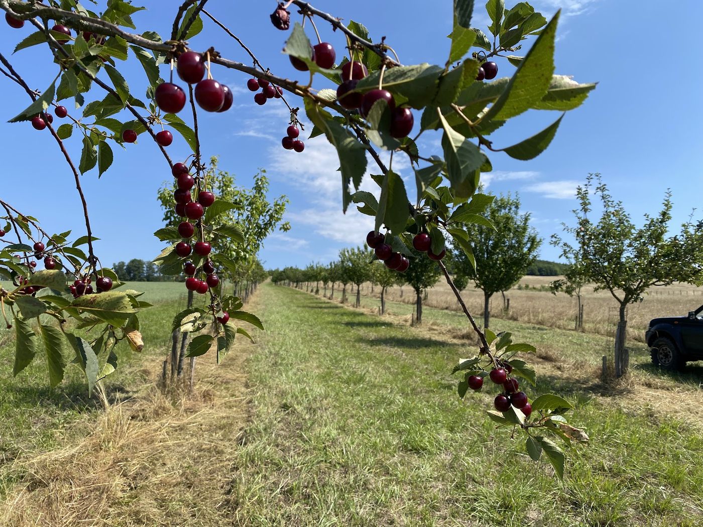 Řada třešní s dozrávajícím ovocem